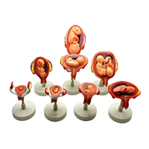 مولاژ تکامل جنین