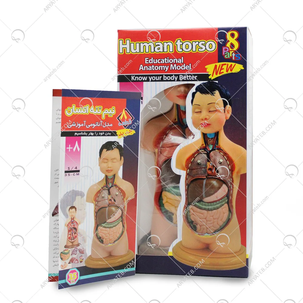 مولاژ نیم تنه بدن انسان 8 قسمتی عروسکی