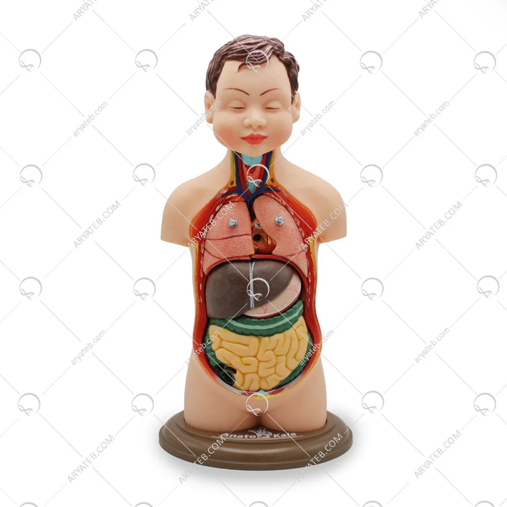 مولاژ نیم تنه بدن انسان 8 قسمتی عروسکی