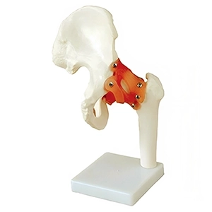 مولاژ مفصل لگن و استخوان ران با لیگامنت