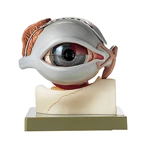 مولاژ کره چشم با پلک و غده اشک