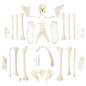مولاژ اسکلت انسان مونتاژ نشده