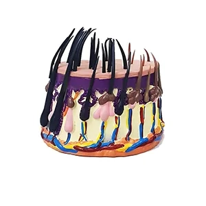 مولاژ فرآیند رشد مو