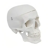 مولاژ جمجمه انسان اندازه طبیعی