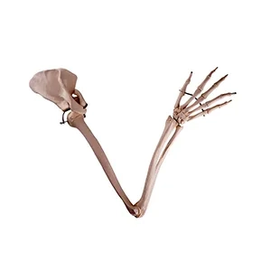 مولاژ استخوان بندی اسکلت دست انسان