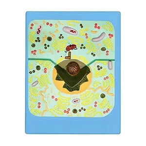 مولاژ سلول جانوری