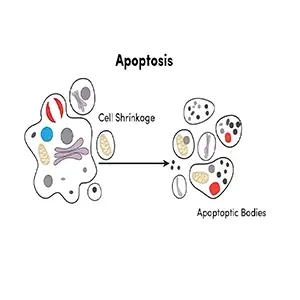 کیت تشخیص آپوپتوز بر پایه انکسین 5