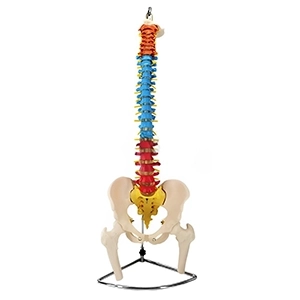 مولاژ اسکلت لگن و ستون فقرات رنگی
