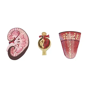 مولاژ کلیه سه قسمتی