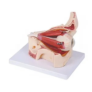 مولاژ کره چشم با نمایش ماهیچه ها