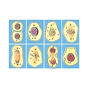 مولاژ میتوز 8 قسمتی