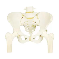 مولاژ اسکلت لگن خاصره با دو مهره تحتانی و استخوان ران