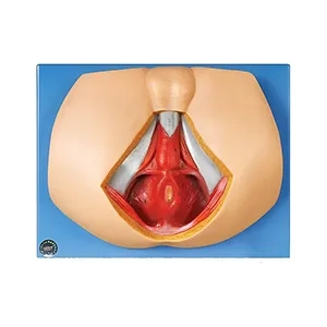 مولاژ ناحیه پرینه مرد