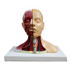 مولاژ عضلات سر و گردن با نمایش اعصاب و مغز