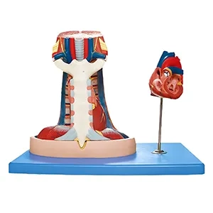 مولاژ آناتومی مدیاستینوم