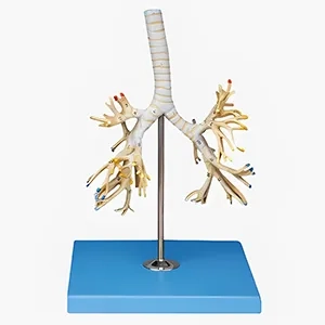 مولاژ نای و برونشیت