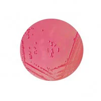 محیط کشت یرسینیا سلکتیو آگار