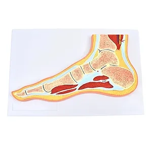 مولاژ مقطع پا و مچ پا