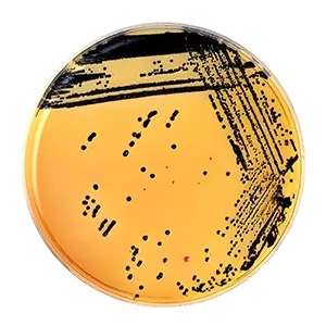 محیط کشت وی جی آگار VJ agar