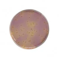 استرپتوکاس آگار KF Streptococcus Agar
