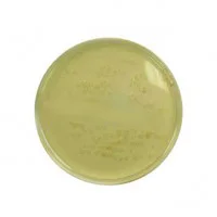 کلمبیا آگار Columbia agar