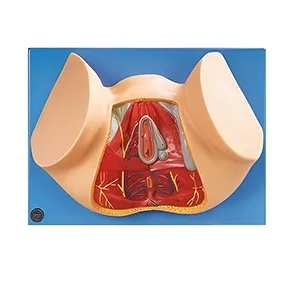 مولاژ ناحیه پرینه زن