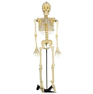 مولاژ اسکلت بدن انسان ۱۳۰cm