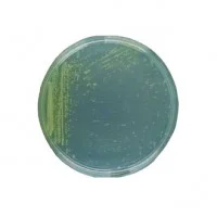 محیط کشت کینگ بی