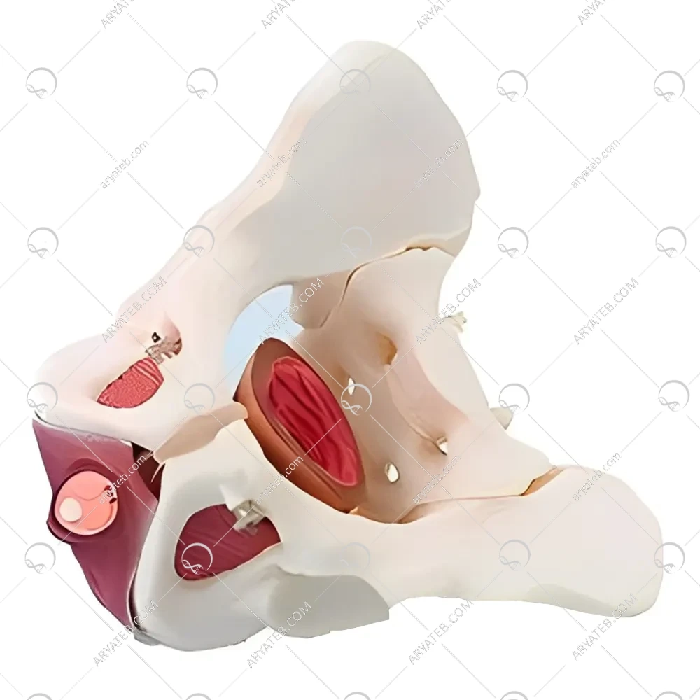 مولاژ آناتومی لگن استخوانی مرد با ماهیچه های کف