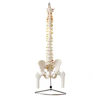 مولاژ اسکلت لگن خاصره و ستون فقرات ساده