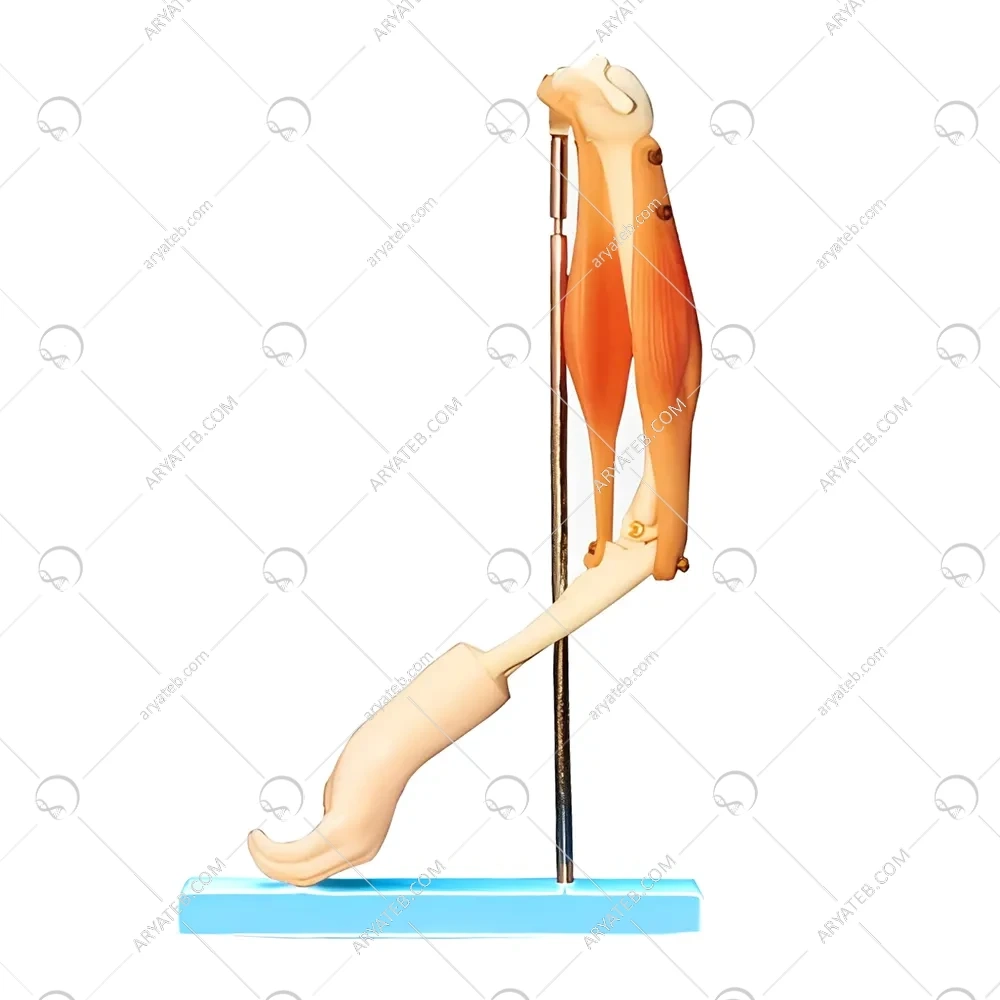 مولاژ بازو با لیگامنت