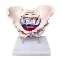 مولاژ اسکلت لگن خاصره زن با نمایش رحم