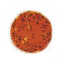 محیط کشت ایندول نیترات