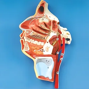 مولاژ دهان بینی حلق و حنجره با نمایش رگ ها و اعصاب