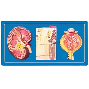 مولاژ کلیه نفرون و جسمک کلیوی