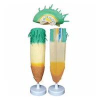 مولاژ مقطع نوک ریشه