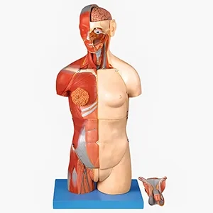 مولاژ نیم تنه بدن انسان دوجنسیتی