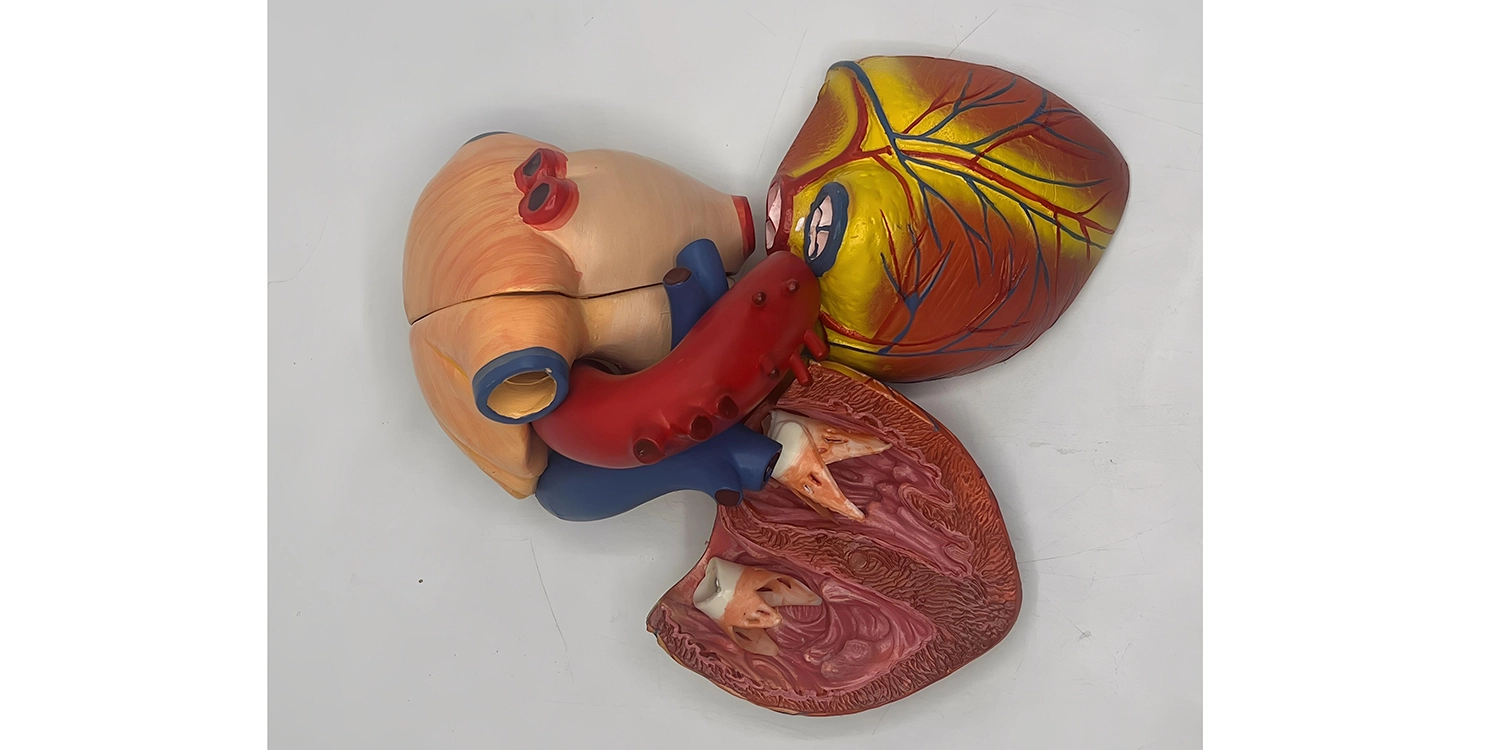 مولاژ قلب 6 قسمتی