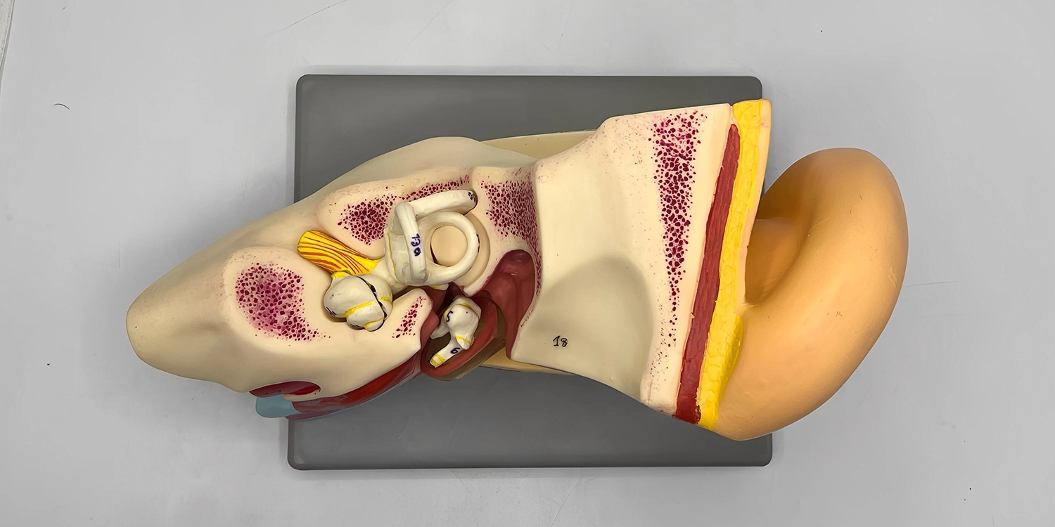 مولاژ گوش