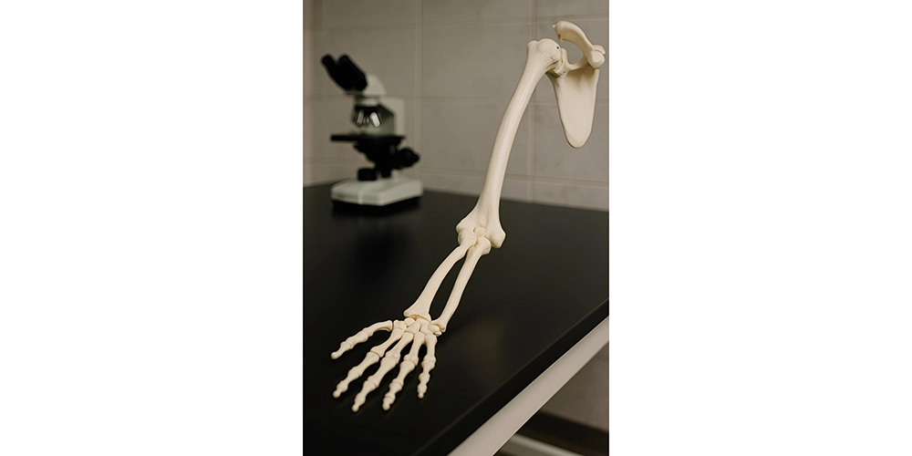 مولاژ اسکلت دست انسان